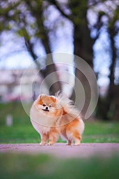 Show quality pomeranian dog outdoor portrait