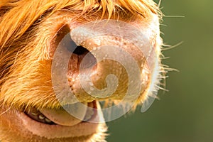 Show Scottish highland cattle. Close up nose. Wet nose with drops. Sweating for heat regulation