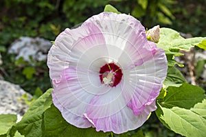 Show-stopping  supersized hibiscus flower in full bloom in swirling shades of pink rose and cranberry red with blurred greenery