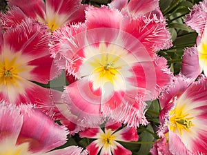 Show tulip in Closeup