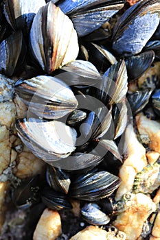 Show Us Your Mussels!