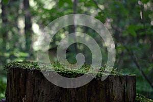 A showcase with a stage for a natural stump with moss. Podium for the presentation of goods and cosmetics