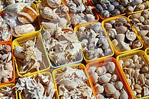 Showcases a variety of beautiful seashells for photo