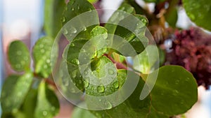 Showcasing effect of polarizing filter on leaves with water drops. Removing light reflection with polarizer