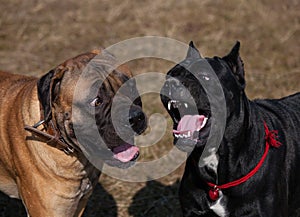 Showdown in the family... But the Woman is always right!: Cane Corso, South African Boerboel