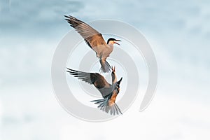 Showdown in the sky. Common Terns interacting in flight. Adult common terns in flight in sunset light on the sky background.