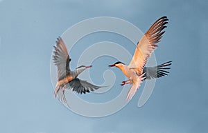 Showdown in the sky. Common Terns interacting in flight. Adult common terns in flight in sunset light on the sky background.