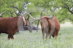 Showdown of two longhorn bulls