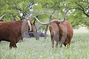 Showdown of two longhorn bulls photo