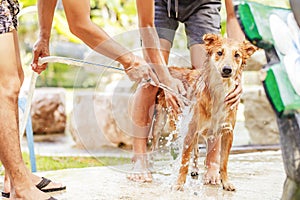 Shower and clean a dog in the garden