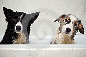 Shower dogs img