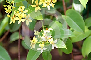 Shower of gold climber, Vining Galphimia, Tristellateia australasiae