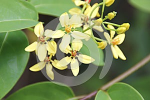 Shower of gold climber, Vining Galphimia, Tristellateia australasiae photo