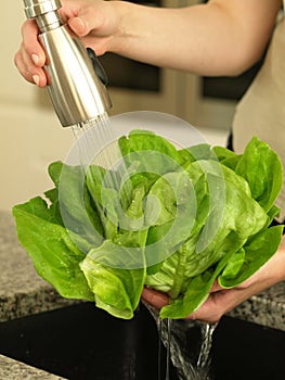 Shower of lettuce