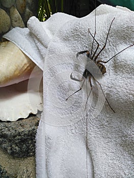 Shower neighbours in the tropics