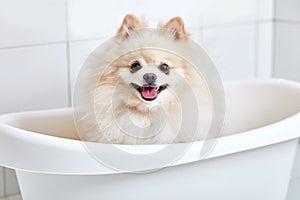 shower procedures of spitz pet in grooming salon, domestic animal get beauty procedures