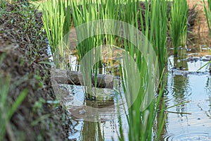 a shower in a rice field that drains water so that the rice plants can get abundant and stable water, shoot in cilacap indonesia