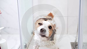 Shower time for a Jack Russell dog, Refreshing bath fun