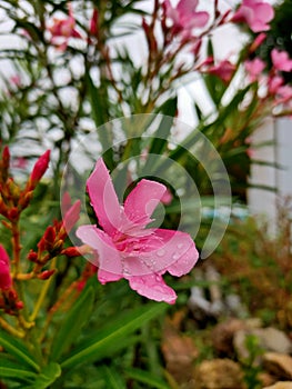 showered pink love...