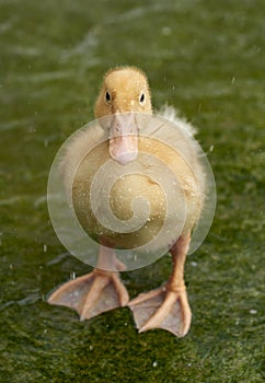 A showering duckling