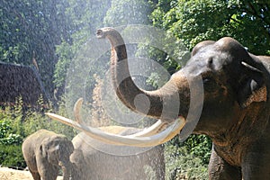 Showering elephants in summer