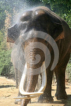 A showering male elephant