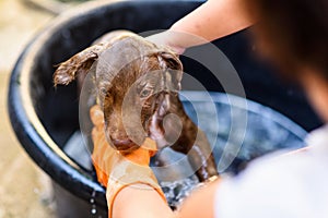showering and soaping cute Labrador puppy