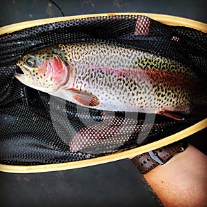 Showing a Caught Rainbow Trout in a net