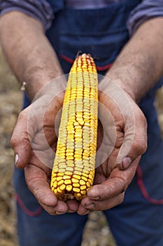 Showing corn maize ear