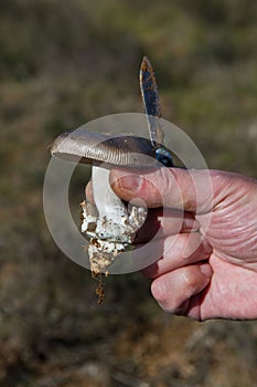 Showing in the hand with a razor an Mushroom Amanitopsis, its volva and mycelium photo