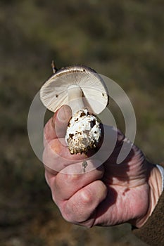 Showing in the hand the volva and gills of an mushroom Amanitopsis photo