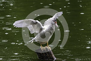 Showing its wingspan white duck on wooden pole, green waters