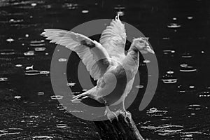 Showing its wingspan white duck on wooden pole, green waters, Black and white photo