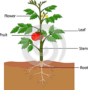 Showing the parts of a tomato plant