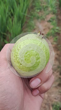 Ripe guava fruit being held