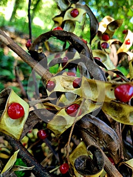 showing a pile of dried seed pods, yellowish brown in color with a natural twisted surface due to the drying process. photo