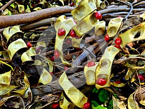 showing a pile of dried seed pods, yellowish brown in color with a natural twisted surface due to the drying process. photo