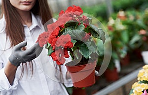 Showing the plant. Girl with gloves on her hands holding pot with red flowers