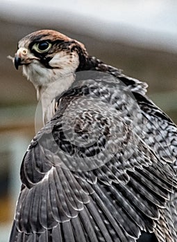 Showing some plumage Saker falcon