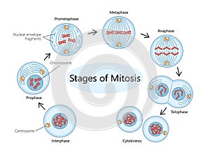 Showing Stages of Mitosis diagram medical science photo