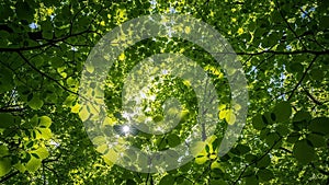 Sunlight Shining Through Lush Green Tree Canopy Leaves in a Forest with Bright Sky (2590