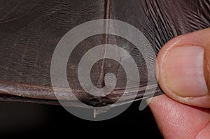 Showing the wing of a greater noctule bat.