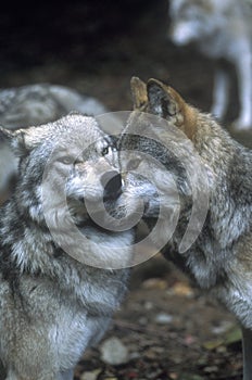 Showing wolf dominance