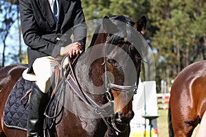 Showjumping horse profile