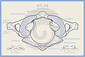 Shown Here is the First Cervical Vertebra. Atlas C1. Anterior, Posterior and Top View. Illustration for Education. Anatomy on photo