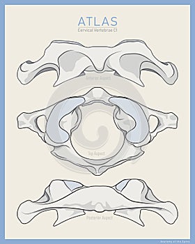 Shown Here is the First Cervical Vertebra. Atlas C1. Anterior, Posterior and Top View. Illustration for Education. Anatomy on