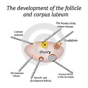 It shows the development of ovarian follicle and