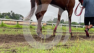 Shows the legs of a horse racing on the track, which is running