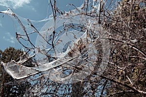 These to be silken tents or webs likely created by caterpillars, such as tent caterpillars or webworms