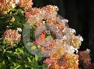 Red cardinal in a blooming fall hydrangea bush in the morning sunshine.